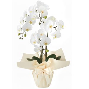 Storczyk doniczkowy biały - dwupędowy