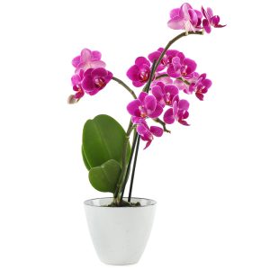 Storczyk w doniczce ozdobnej