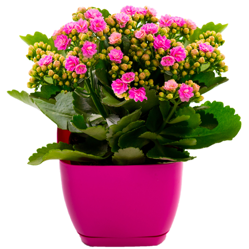 Kalanchoe