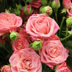 Kwiaty na każdą okazję