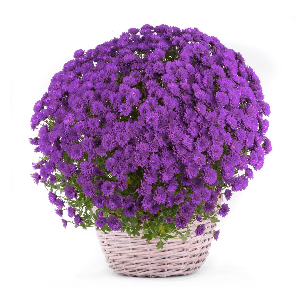 Chryzantema fioletowa w osłonce (kwiaty żywe)