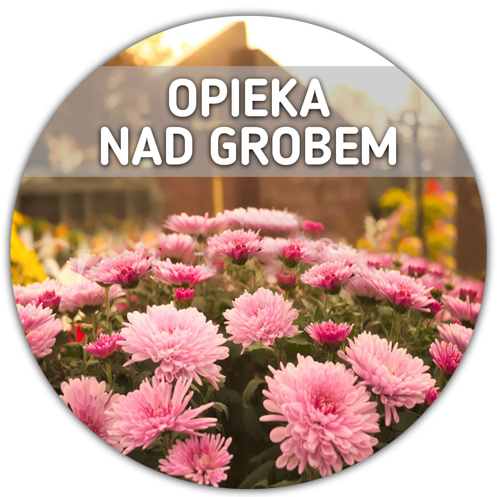 Opieka nad grobem (kwiat doniczkowy (chryzantema) i 2 znicze gratis!)